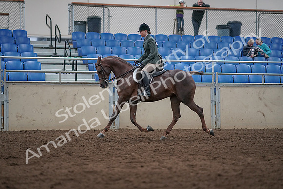 2019 Morgan Horse Show - Sept 01, 2019 - 08626