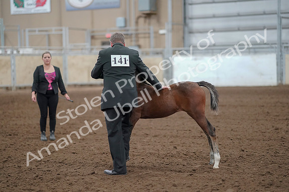 2019 Morgan Horse Show - Aug 30, 2019 - 24744