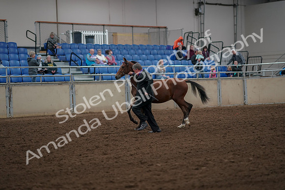 2019 Morgan Horse Show - Aug 30, 2019 - 25542