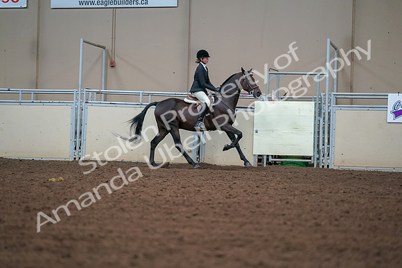2019 Morgan Horse Show - Aug 30, 2019 - 21079