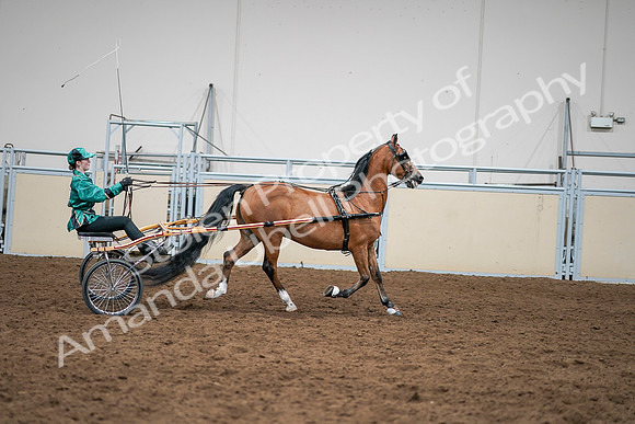 2020 - AB Morgan Horse - Sat, Sept 05 - 12465