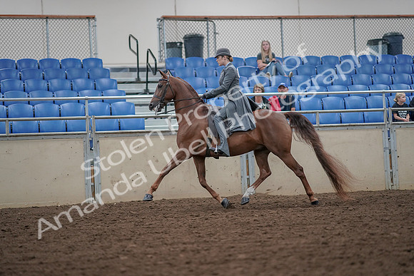 2019 Morgan Horse Show - Aug 30, 2019 - 15465