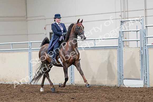 2020 - AB Morgan Horse - Fri, Sept 04 - 08064