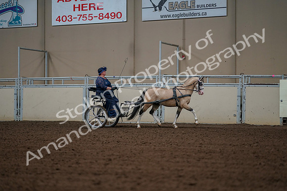 2019 Morgan Horse Show - Aug 30, 2019 - 13444