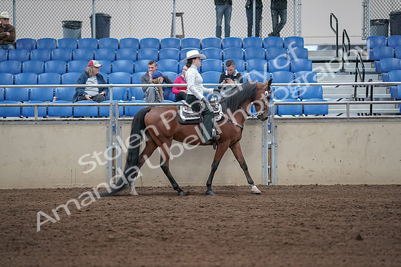 2019 Morgan Horse Show - Sept 01, 2019 - 07145