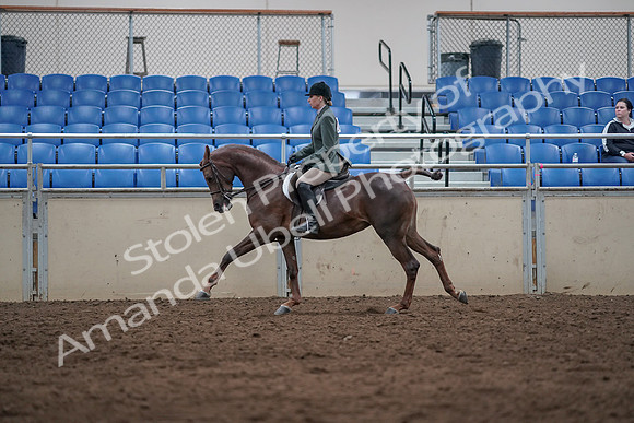 2019 Morgan Horse Show - Sept 01, 2019 - 08697
