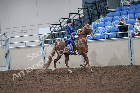 2020 - AB Morgan Horse - Fri, Sept 04 - 05229
