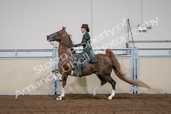 2020 - AB Morgan Horse - Sat, Sept 05 - 13071