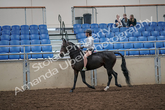2019 Morgan Horse Show - Aug 30, 2019 - 31041
