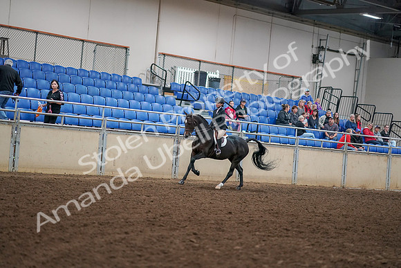 2019 Morgan Horse Show - Aug 30, 2019 - 12265