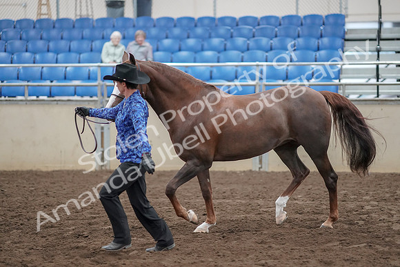 2019 Morgan Horse Show - Aug 31, 2019 - 02924