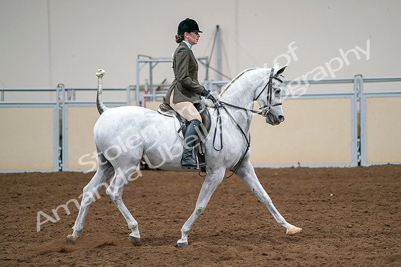 2020 - AB Morgan Horse - Sat, Sept 05 - 14538