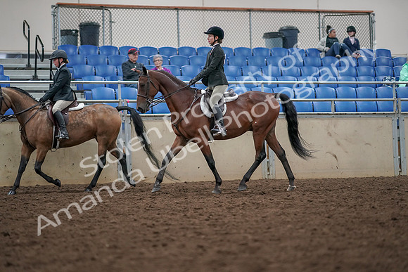 2019 Morgan Horse Show - Aug 30, 2019 - 20459