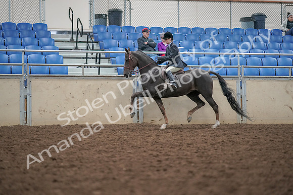 2019 Morgan Horse Show - Aug 30, 2019 - 20419