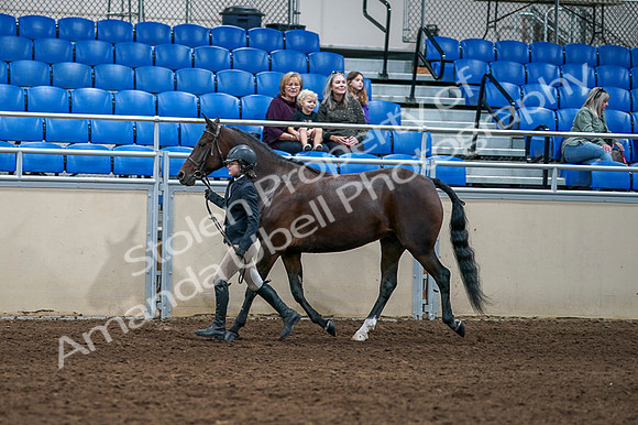 2020 - AB Morgan Horse - Fri, Sept 04 - 00738
