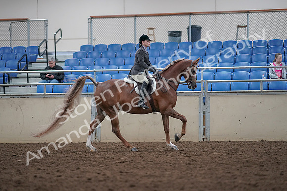 2019 Morgan Horse Show - Aug 31, 2019 - 16082