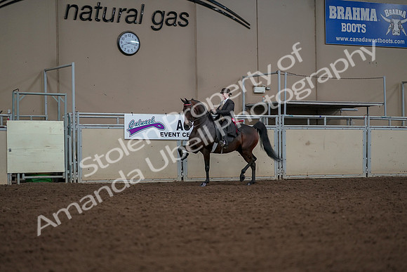 2019 Morgan Horse Show - Aug 30, 2019 - 28299