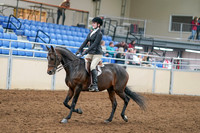 2020 - AB Morgan Horse - Sat, Sept 05 - 14203