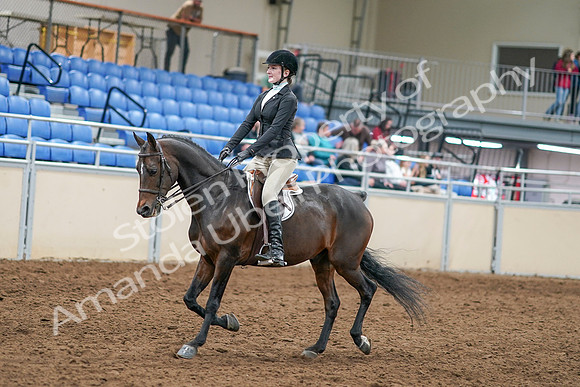 2020 - AB Morgan Horse - Sat, Sept 05 - 14203