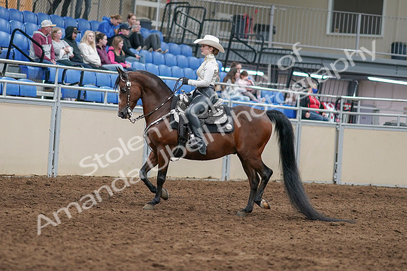 2020 - AB Morgan Horse - Sun, Sept 06 - 07457