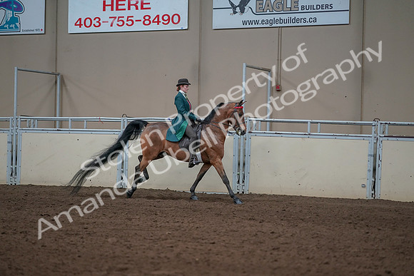 2019 Morgan Horse Show - Sept 01, 2019 - 13372