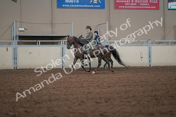 2019 Morgan Horse Show - Aug 30, 2019 - 15472