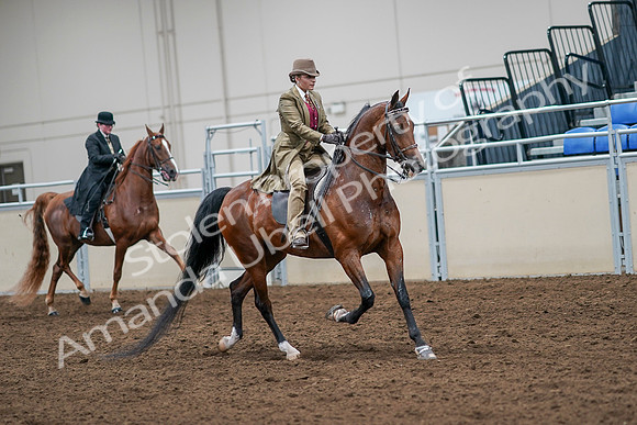 2020 - AB Morgan Horse - Sat, Sept 05 - 08228