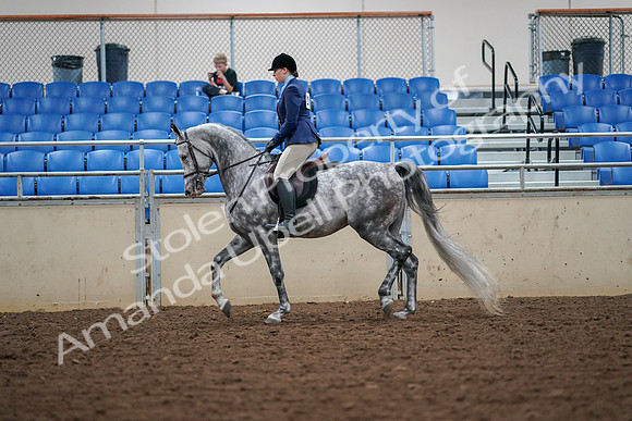2019 Morgan Horse Show - Aug 30, 2019 - 16216