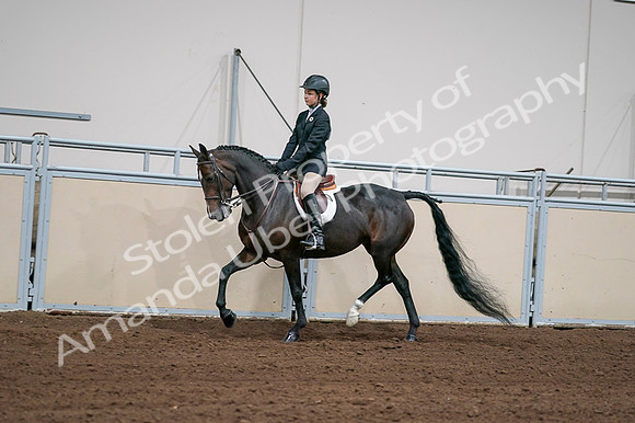 2020 - AB Morgan Horse - Fri, Sept 04 - 02024
