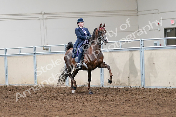 2020 - AB Morgan Horse - Fri, Sept 04 - 08053