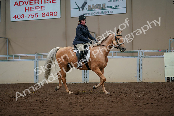 2019 Morgan Horse Show - Aug 30, 2019 - 22613