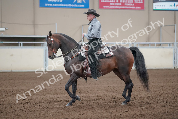 2019 Morgan Horse Show - Sept 01, 2019 - 07230