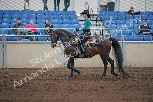 2019 Morgan Horse Show - Sept 01, 2019 - 06814