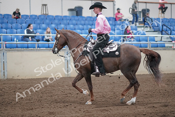 2019 Morgan Horse Show - Sept 01, 2019 - 07001