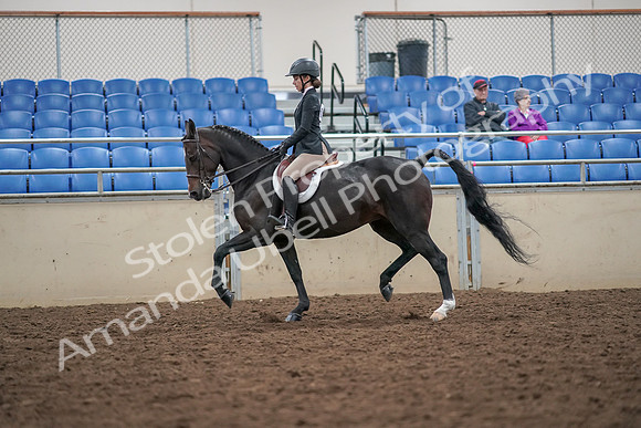 2019 Morgan Horse Show - Aug 30, 2019 - 20398