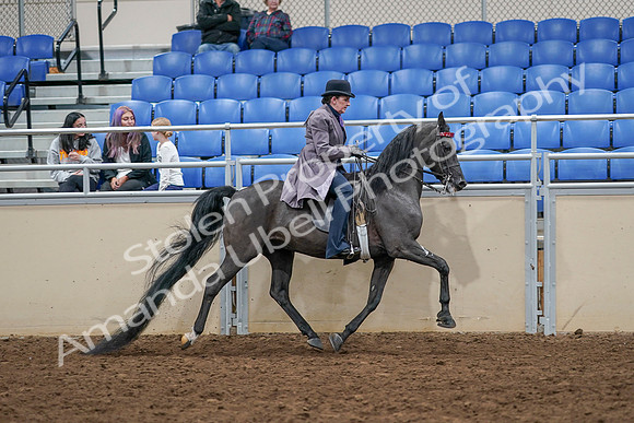 2020 - AB Morgan Horse - Sat, Sept 05 - 14001