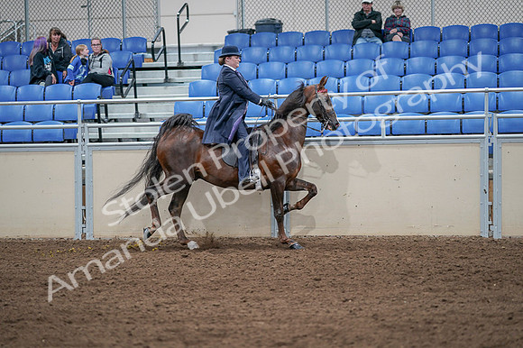 2020 - AB Morgan Horse - Fri, Sept 04 - 08088