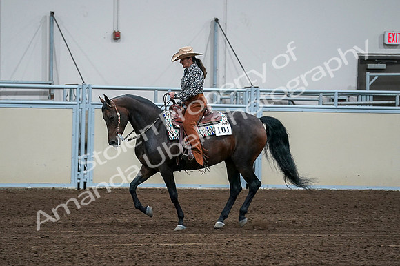 2020 - AB Morgan Horse - Fri, Sept 04 - 00407