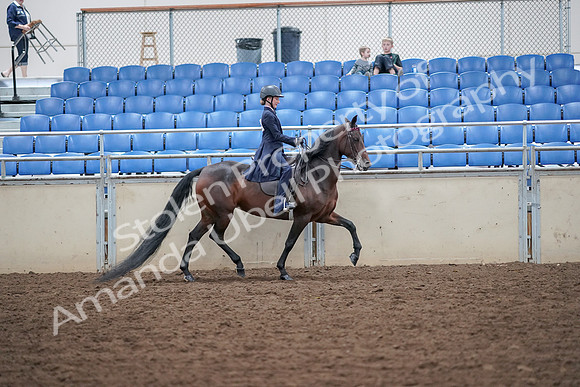2019 Morgan Horse Show - Aug 30, 2019 - 18134