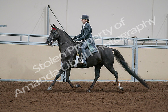 2020 - AB Morgan Horse - Sat, Sept 05 - 13649
