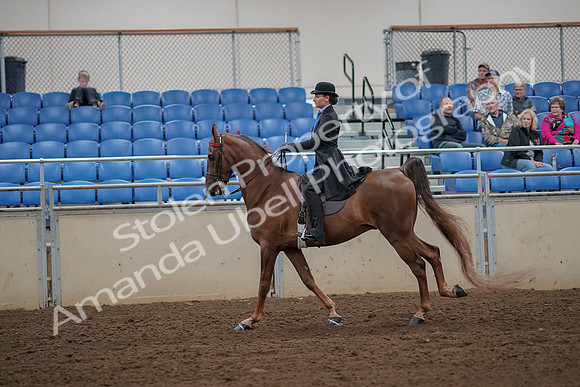 2019 Morgan Horse Show - Aug 30, 2019 - 25202