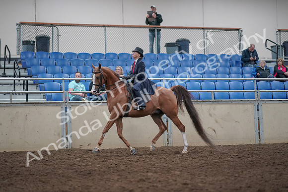 2019 Morgan Horse Show - Aug 31, 2019 - 08543