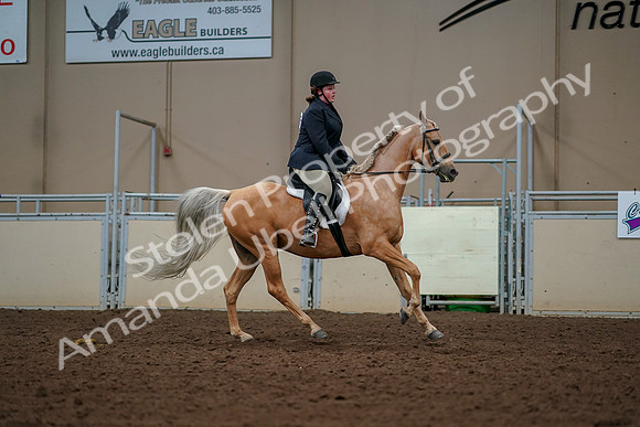 2019 Morgan Horse Show - Aug 30, 2019 - 22567