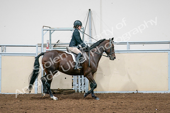 2020 - AB Morgan Horse - Sat, Sept 05 - 14552