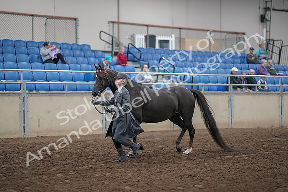 2019 Morgan Horse Show - Aug 31, 2019 - 02114