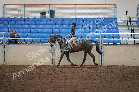2019 Morgan Horse Show - Aug 30, 2019 - 12150