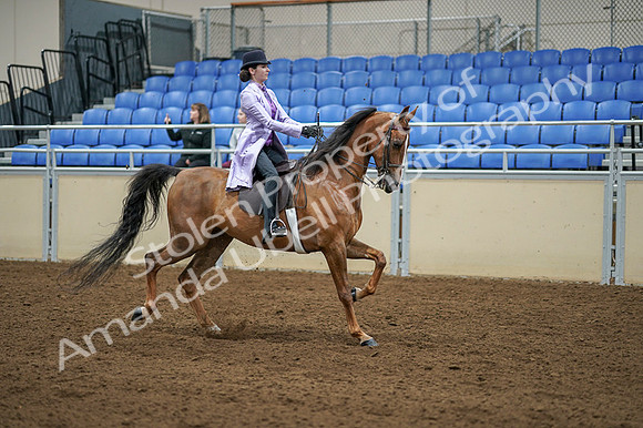 2020 - AB Morgan Horse - Fri, Sept 04 - 05177