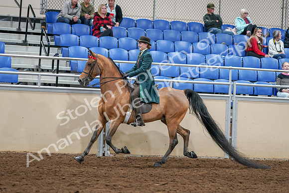 2020 - AB Morgan Horse - Sat, Sept 05 - 13597