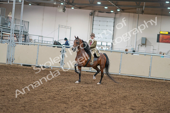 2020 - AB Morgan Horse - Sat, Sept 05 - 07920