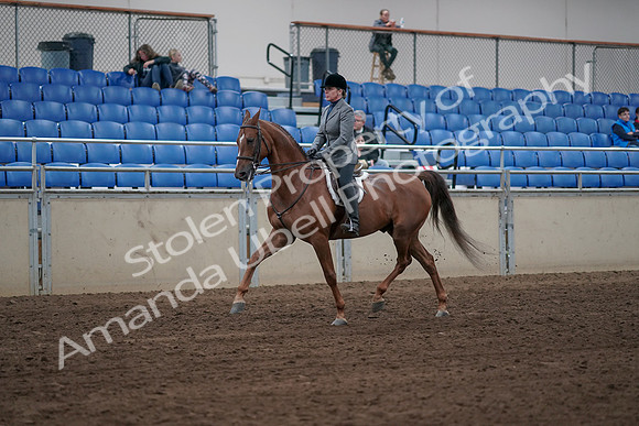 2019 Morgan Horse Show - Sept 01, 2019 - 12296
